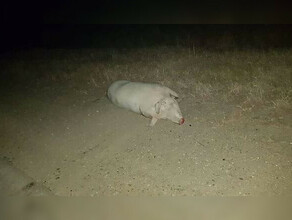 Соцсети в Приамурье свинья погибла попав под колеса элитного кроссовера фото видео
