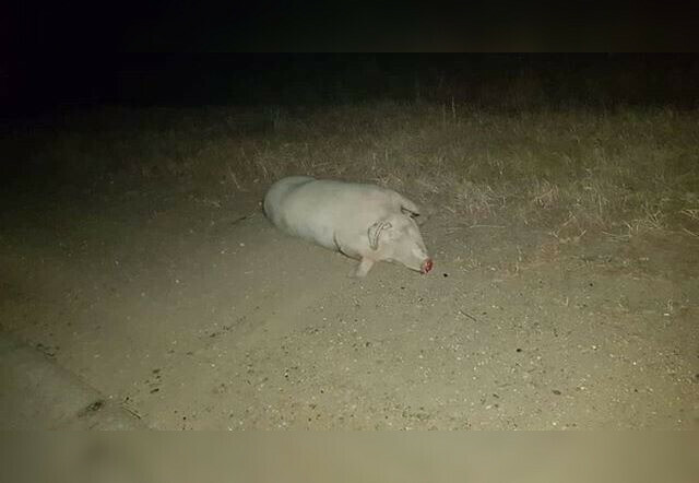 Соцсети в Приамурье свинья погибла попав под колеса элитного кроссовера фото видео