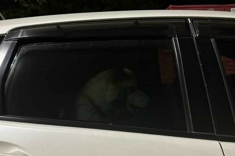 Ночью собака воет благовещенцы сообщают о запертом в авто животном фото 
