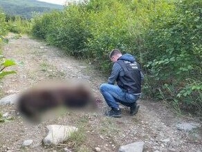 Медведь задрал насмерть девушку Местные жители винят в нашествии хищников пожары в тайге видео 18