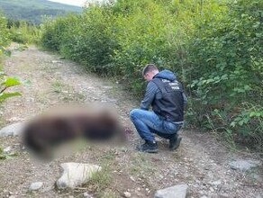 Медведь задрал насмерть девушку Местные жители винят в нашествии хищников пожары в тайге видео 18