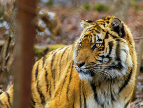 В ребцентре Дальнего Востока во время бури трагически погиб тигр