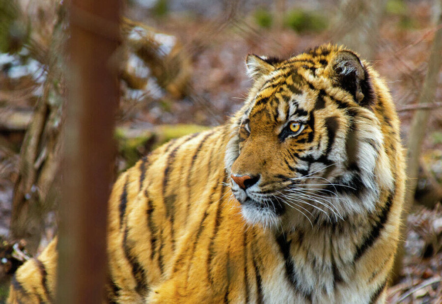 В ребцентре Дальнего Востока во время бури трагически погиб тигр