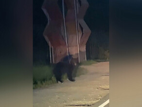 У стелы на въезде в амурский город заметили прогуливающегося медведя