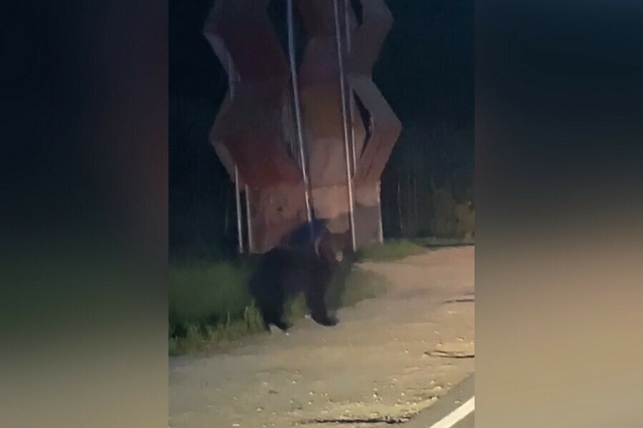 У стелы на въезде в амурский город заметили прогуливающегося медведя
