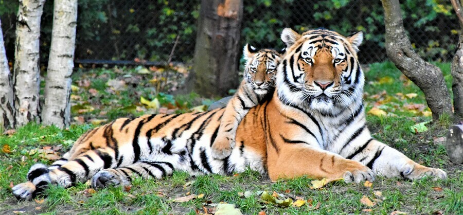 Неизвестную тигрицу с тигренком заметили в одном из районов Амурской области