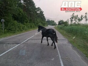 Водителей на трассе Благовещенск  Свободный просят быть внимательнее