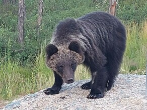 К главе Тындинского района обратился медведь