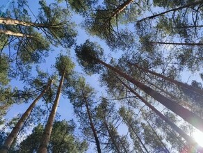 Отчаялась и зачемто пошла в лес В ПСО Гром рассказали как нашли бабушку вышедшую из поезда в Сковородине