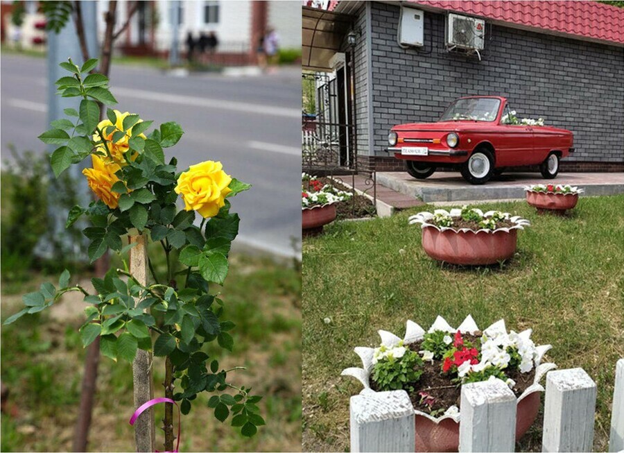 В Свободном на улицах распустились розы