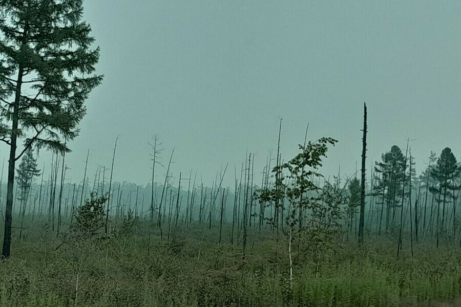 Амурские леса продолжают гореть Где действует особый режим 