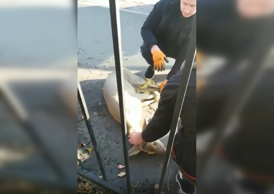 В Райчихинске спасли косулю застрявшую в заборе видео