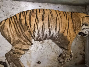 Конфликтного тигра который напал на охотинспектора отловили 