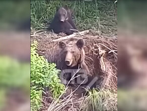 На Сахалине в сетях браконьеров запуталась медведица видео