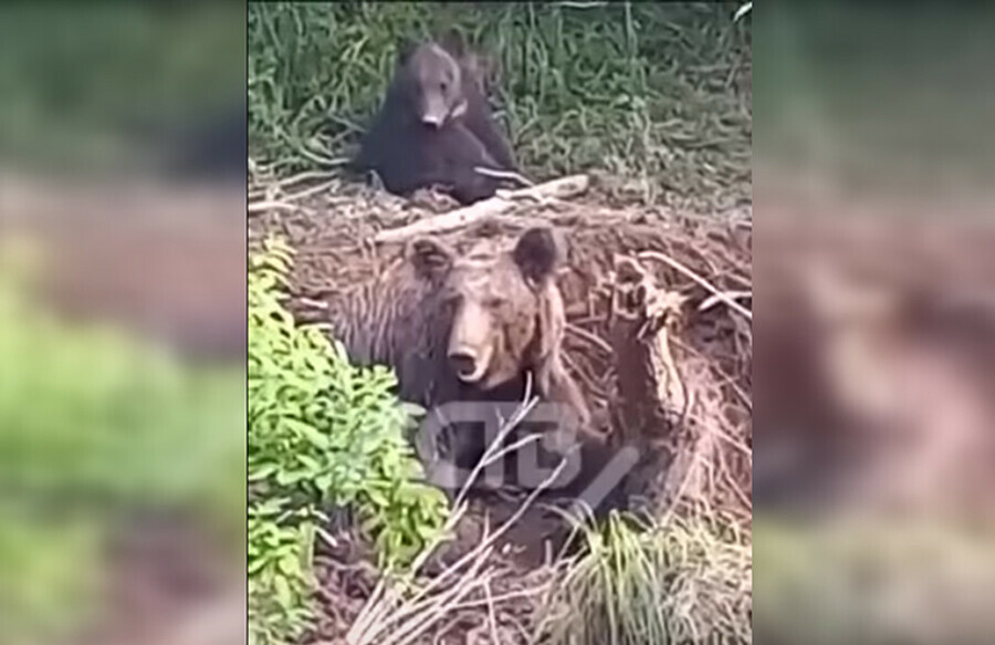 На Сахалине в сетях браконьеров запуталась медведица видео