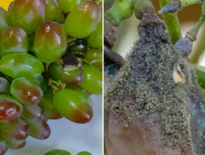 Виноград с серой гнилью привезли в Амурскую область