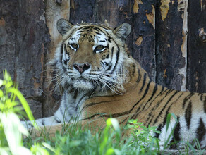 Жители хабаровского села жалуются что у них поселился тигренок и ест котов Центр Тигр опроверг эту информацию