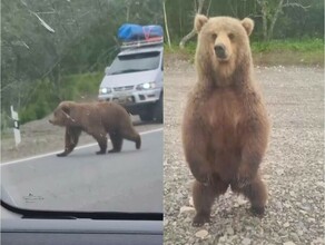 Шоумен Павел Воля и Ляйсан Утяшева побывали на Дальнем Востоке и захотели покормить медведя видео