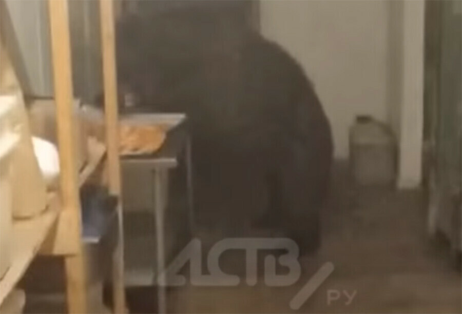 Не садись на пенек медведь в дальневосточной пекарне съел больше 100 пирожков видео