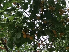 Чудо под ногами и над головой жительница Благовещенска удивилась увидев спелые абрикосы на дереве в центре города