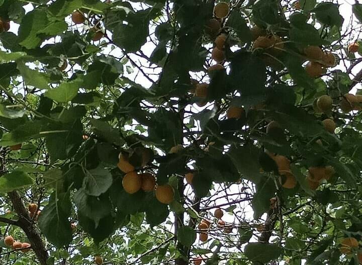 Чудо под ногами и над головой жительница Благовещенска удивилась увидев спелые абрикосы на дереве в центре города