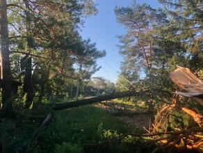 Поваленные деревья бетонные столбы и вышка амурское село пострадало от стихии фото 