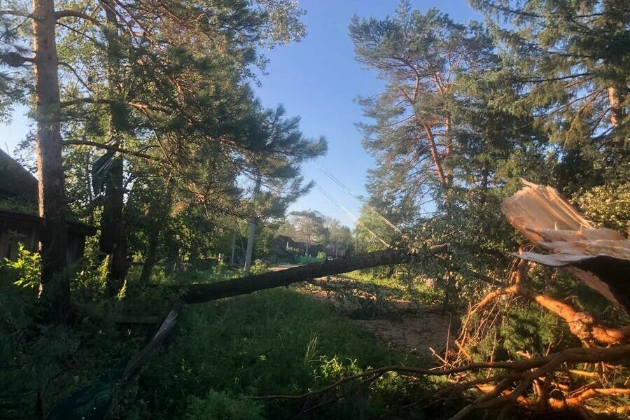 Поваленные деревья бетонные столбы и вышка амурское село пострадало от стихии фото 