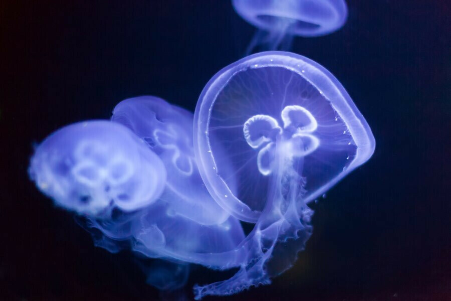 Медузы жалят отдыхающих в Приморье