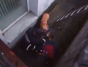 Амурские спасатели поглаживая бездомную собаку убедили ее спастись видео