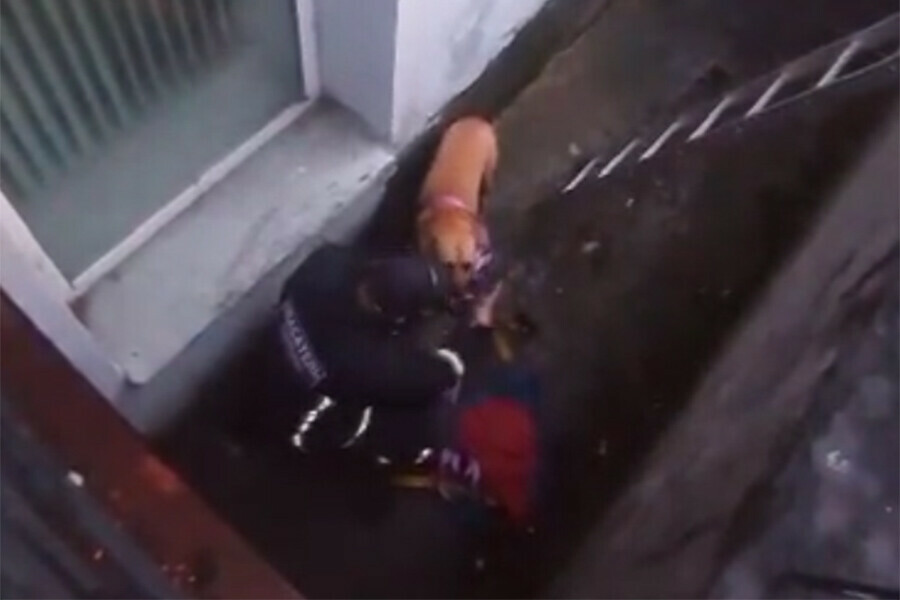Амурские спасатели поглаживая бездомную собаку убедили ее спастись видео