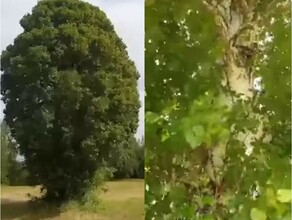 В Якутии выросла берёзамутант Учёные хотят ее клонировать видео