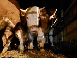 В Амурской области в молоке нашли антибиотик обновлено