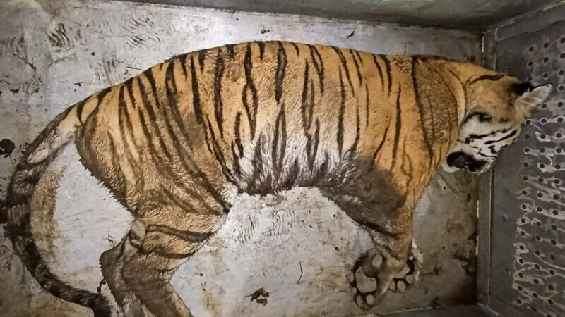 Умер амурский тигр который утащил собаку и разодрал ногу сотруднику охотнадзора 