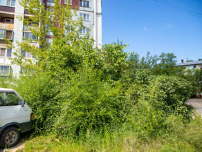 Благовещенцы высадили деревья прямо над теплосетями и не давали технике зайти на участок Вмешался мэр фото 