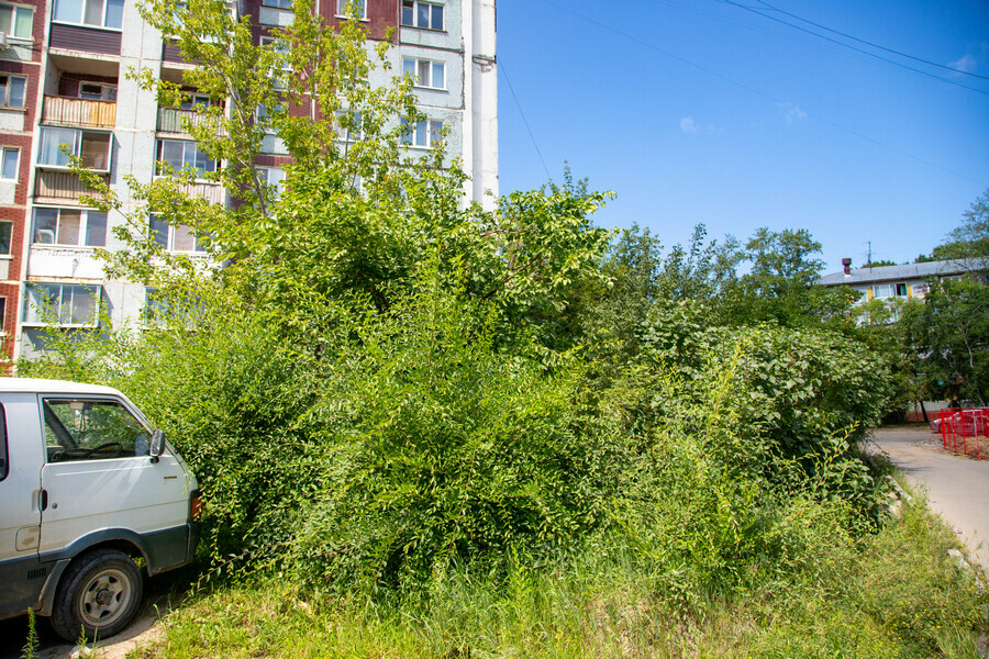 Благовещенцы высадили деревья прямо над теплосетями и не давали технике зайти на участок Вмешался мэр фото 