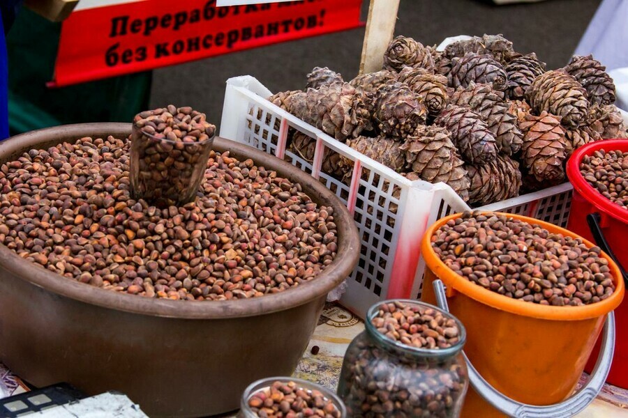 Кедровые орехи включили в перечень стратегически важных ресурсов Вывоз признают контрабандой