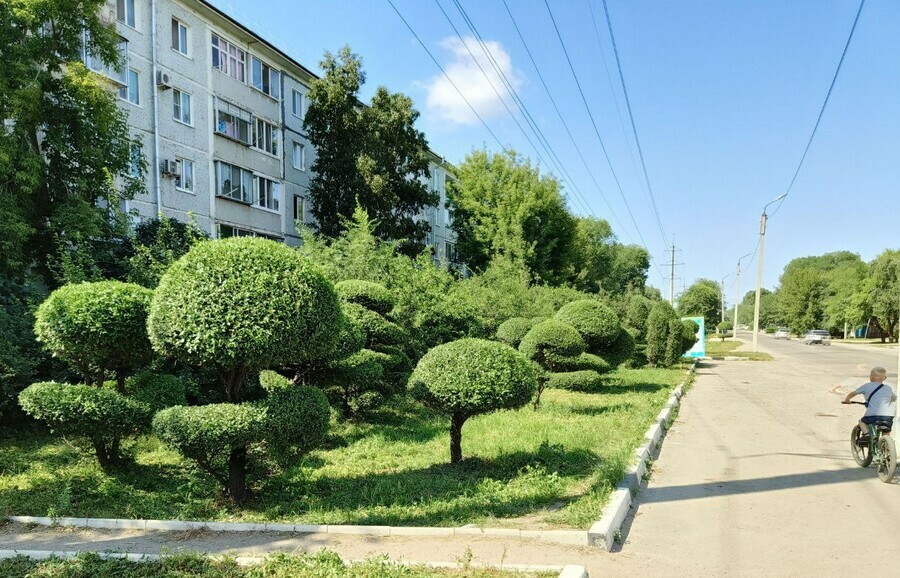 Житель Благовещенска создает удивительные фигуры из крон деревьев
