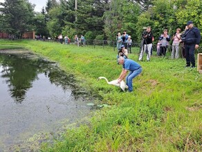 Жизнь кипит в амурскую Ивановку привезли новых лебедей фото видео