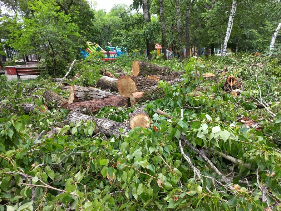 В городском парке Благовещенска спилили деревья В мэрии объяснили что они были опасны