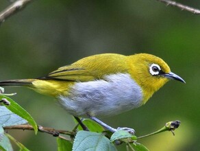 Думаем что за зеленые попугаи Амурская деревня оказалась на пути птичьего тропического чартера