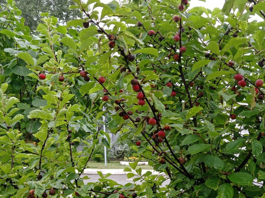 Предвестник демографического всплеска возле АОКБ на персике Давида заметили множество плодов