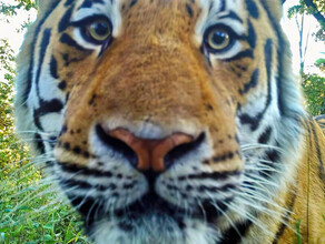 Без агрессии удивительный снимок амурского тигра сделала камера в заповеднике