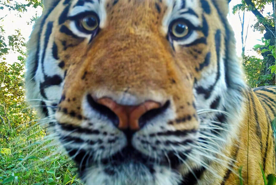 Без агрессии удивительный снимок амурского тигра сделала камера в заповеднике