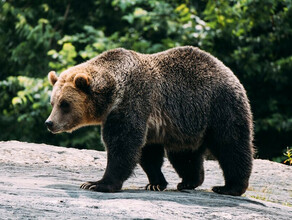 На незваного медведя пошли дальневосточные  охотники
