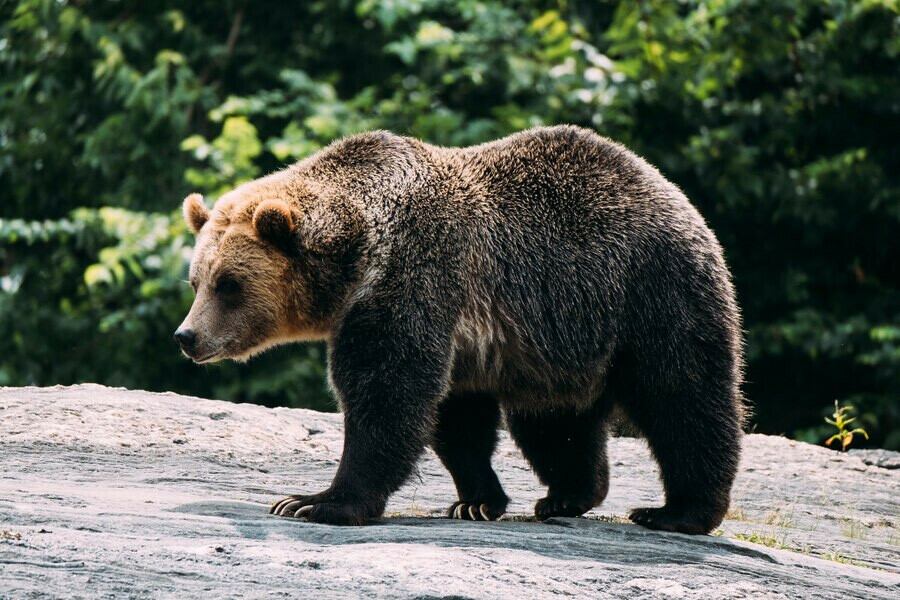 На незваного медведя пошли дальневосточные  охотники