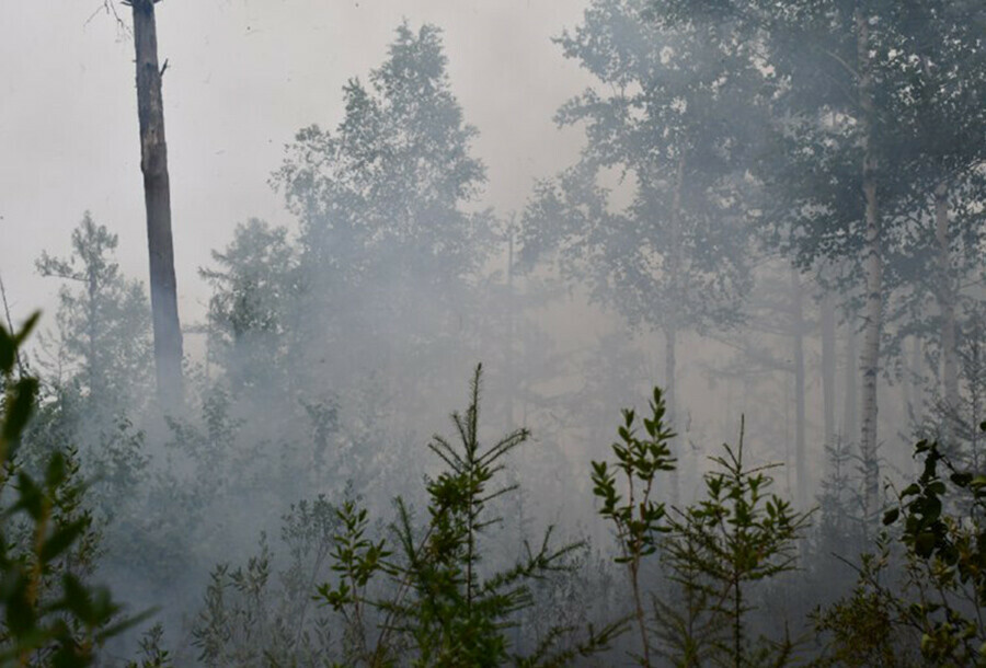 Все природные пожары в Приамурье ликвидированы Нет ни одной термоточки видео