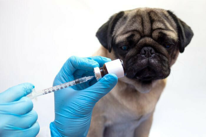 С сентября в Россию прекратятся поставки вакцины от бешенства и чумы для собак