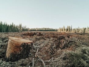 Амурчанину который незаконно вырубил лес грозит до 7 лет лишения свободы