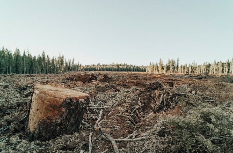 Амурчанину который незаконно вырубил лес грозит до 7 лет лишения свободы