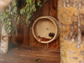 Для благоустроенного парка в Приамурье купили рыжих белок и ждут когда они дадут потомство